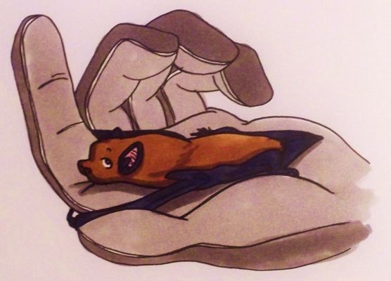 Die Zeichnung zeigt BUNDchen Fledermaus, der als geschwächte Fledermaus von Menschen gerettet wird und im Handschuh einen geborgenen Platz gefunden hat. The drawing shows BUNDchen Fledermaus, who is rescued as a weakened bat by humans and has found a safe place in a glove. 